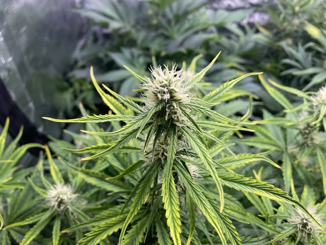 Auto Run #1 2025-2026 — flower, day 67