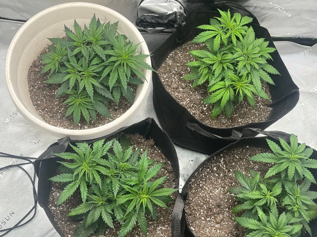 Blue Dream Photos — vegetative, day 25