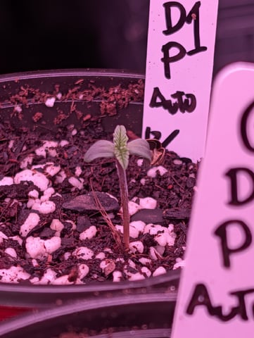 first grow - autoflower — germination, day 15