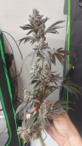 Mainely Genetics Micro Pheno Hunt — harvest, day 106