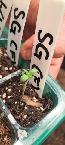 First Grow with the new setup  — seedling_rooting, day 2