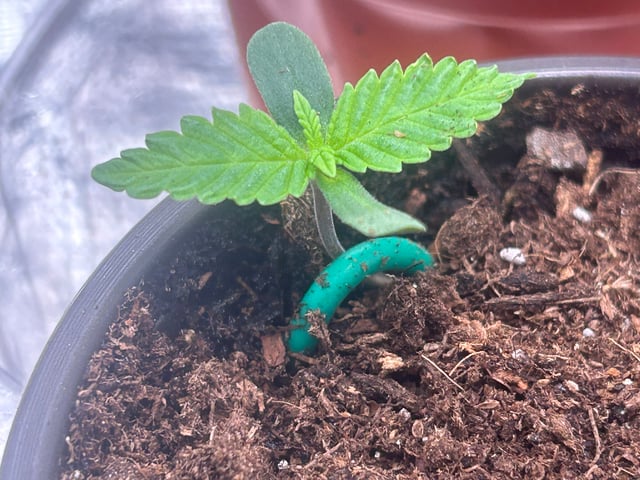 2025-26 harvest INDOOR — seedling_rooting, day 38