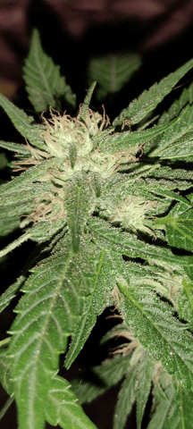 first time  — flower, day 21