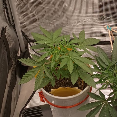 TentPlantLightFan — vegetative, day 45