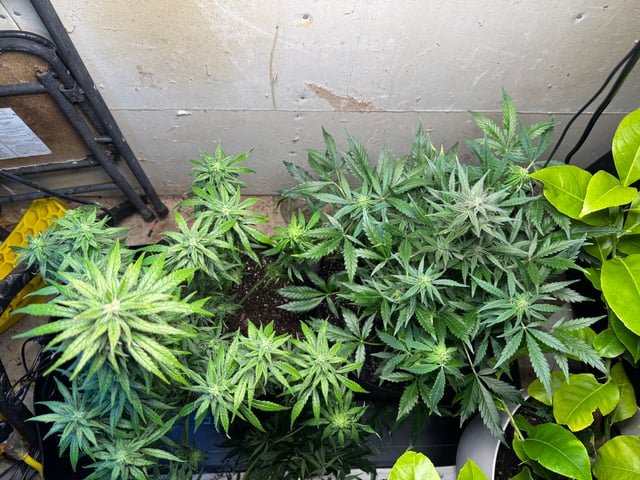 First grow — flower, day 93