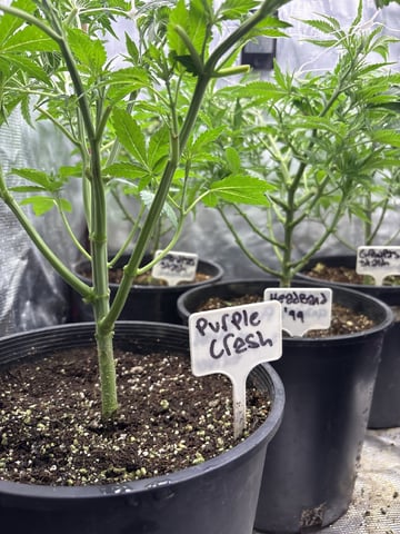 first grow in new 2x2 — vegetative, day 56