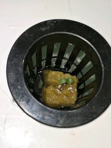 Black cherry Stomper  — seedling_rooting, day 1