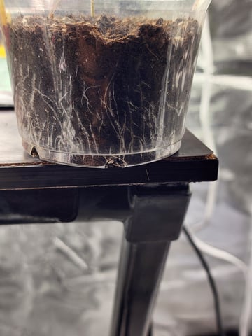 HE1E we GROW  — seedling_rooting, day 35