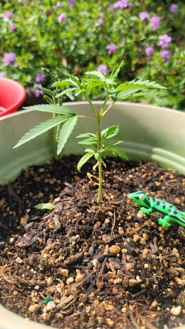 Poison Rainbows — vegetative, day 59