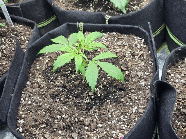 Autos AGAIN — vegetative, day 24