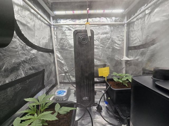 Grow 5.o — vegetative, day 15