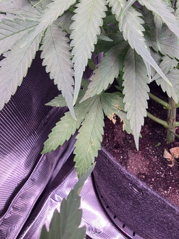 Blue Dream Feminized 