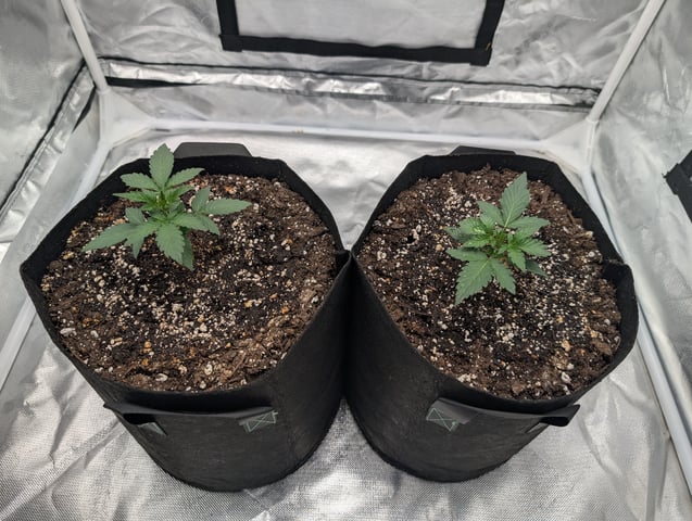 Steve's grow — vegetative, day 17