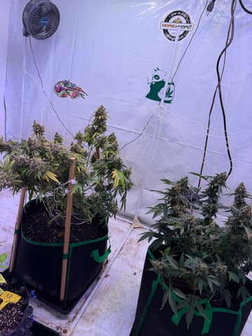 Indoor Grow 