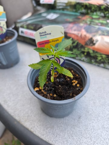 Auto maroc purple — seedling_rooting, day 21