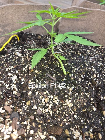 Outdoor Auto's (First Set) — vegetative, day 6