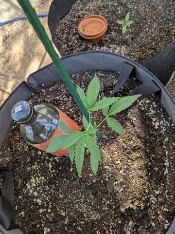 October Start — vegetative, day 30