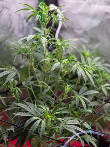 godzilla cookies autoflower 