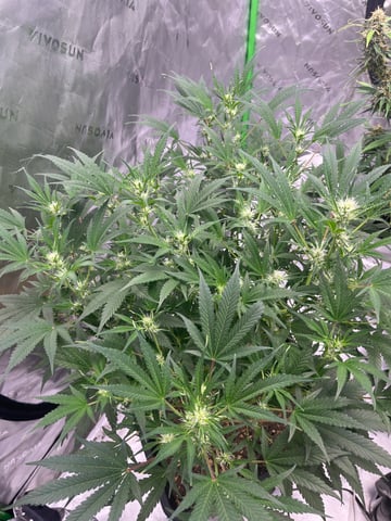 tropicana cookie purple  — flower, day 51