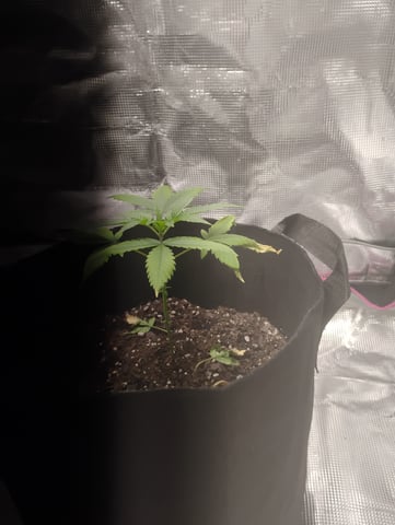Special queen Auto — vegetative, day 21