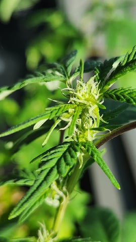 Royal Highness — vegetative, day 80