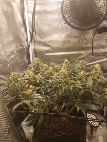 Wizard Punch first grow  — flower, day 94