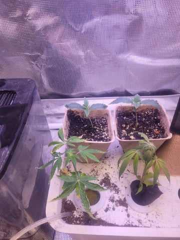 Clones And Hermie Seeds