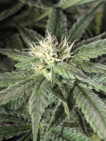 Cinderella 99 — flower, day 86