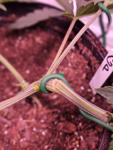 gary poppins — vegetative, day 38