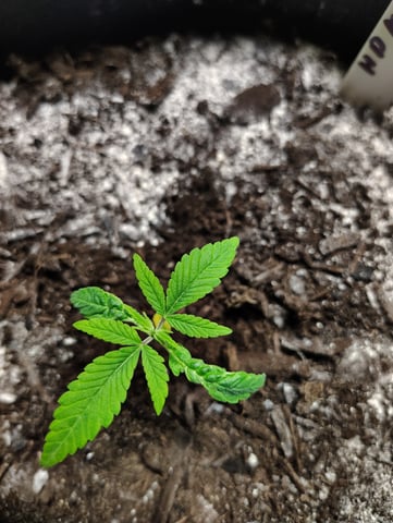 Hindu Kush — grow_setup, day 16