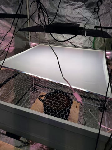 Maui wowie  — germination, day 5