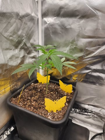 Hashburger And Lemon Deisel — grow_setup, day 2