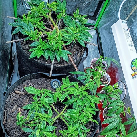 Purple Plum Perfect 💜 & 2 Grape Runtz 🍇 Mainlining garden.  — vegetative, day 215