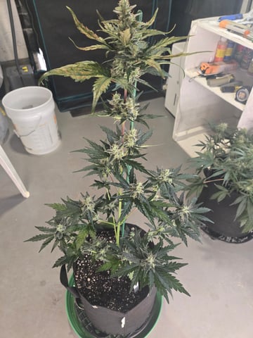 2nd Grow 3x5 tent — flower, day 57