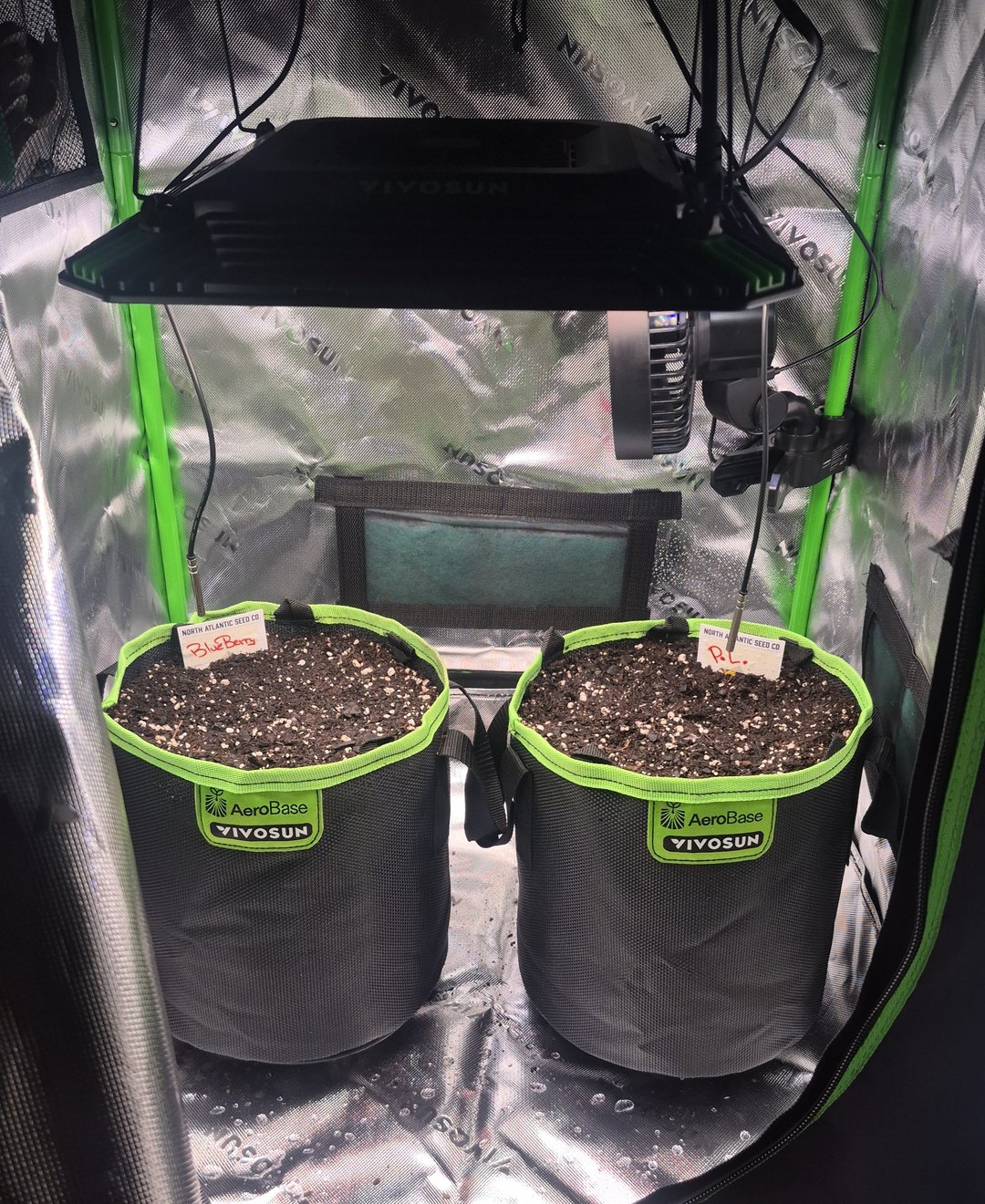 First "Auto" Grow