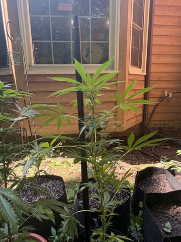 Rc Exotics — flower, day 58