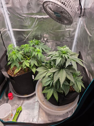 second grow — vegetative, day 27