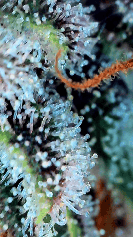 Grow #4 — flower, day 73