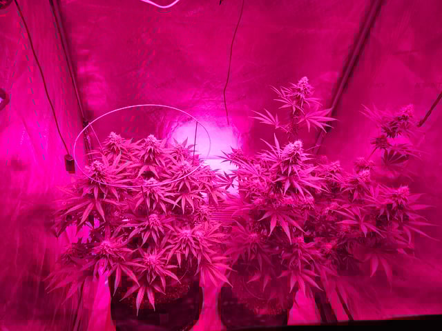 BLACKCHERRY SHERB — flower, day 60