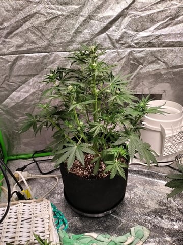 Banana Purple Punch Auto — flower, day 40