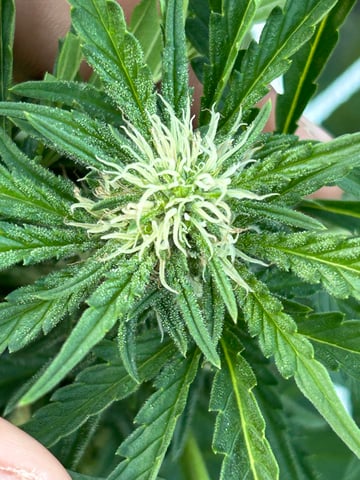 2025 harvest  — flower, day 16