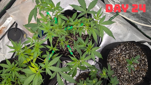 Strawberry Cheesecake Seedsman Seeds Autoflowers x2 — seedling_rooting, day 27