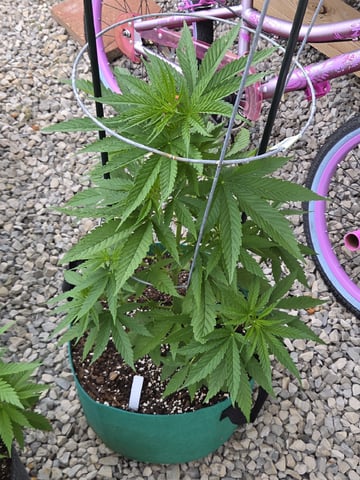 Outdoors L.S.D and Cinderalla 99  — grow_setup, day 1