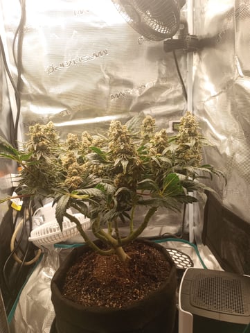Wizard Punch first grow  — flower, day 108