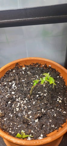 1st grow indoors(cardboard box to 2x2x4 to 5x5x6) — seedling_rooting, day 1