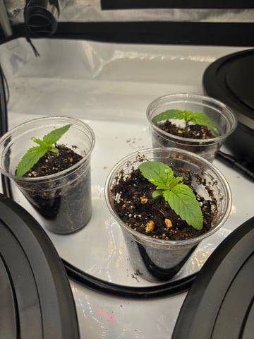Purple Haze  — seedling_rooting, day 3