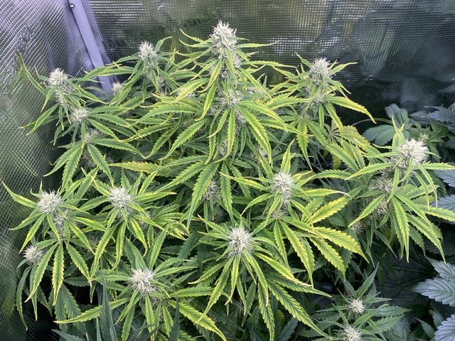 Auto Run #1 2025-2026 — flower, day 70