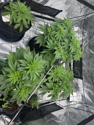 2025-26 harvest INDOOR — flower, day 87