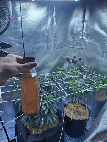 1st Grow - ROYAL MOBY (indoor)(photop.) — vegetative, day 78