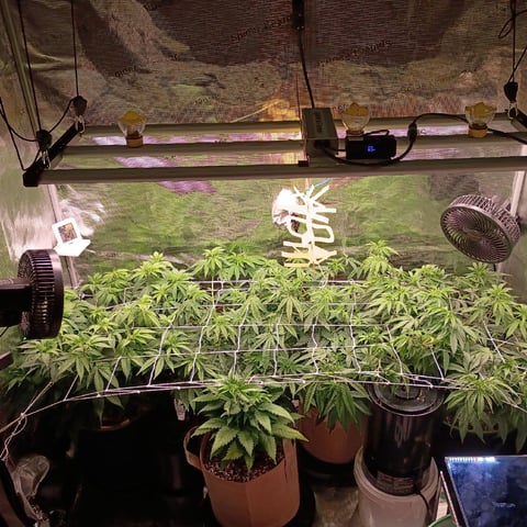 TentPlantLightFan — vegetative, day 72